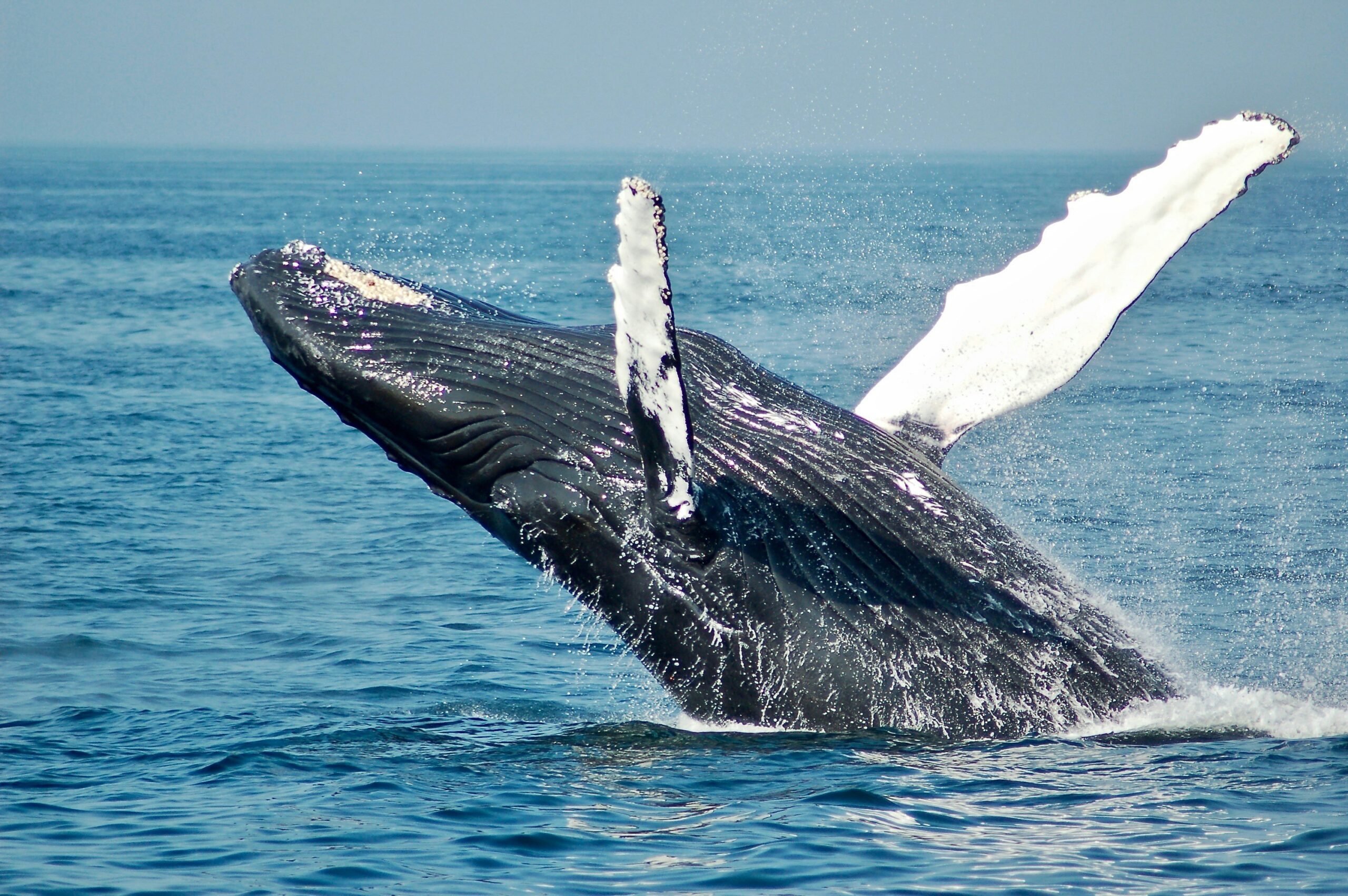 52ヘルツのクジラたちのあらすじやネタバレ、感想を紹介